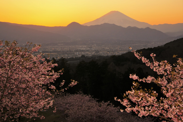 大井町「満開桜と黄金富士」